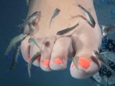FISH SPA